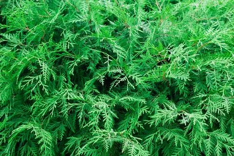 Branches of arborvitae close-up. Stock Photos
