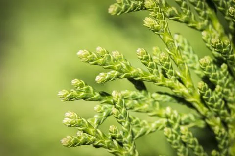 The branches arborvitae Stock Photos