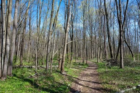 Branches arch over an idyllic path through woods with budding leaves 스톡 사진