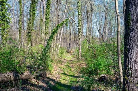 Branches arch over an idyllic path through woods with budding leaves Stock Photos