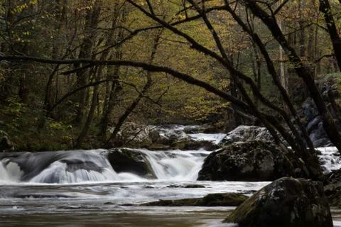 Branches arching over water flowing over rocks in late afternoon Stock Photos