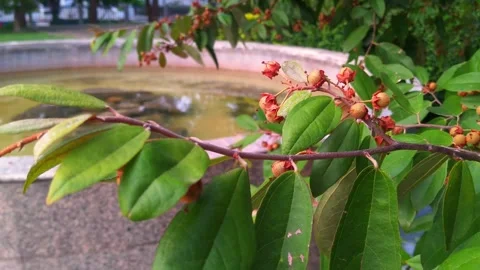 Branches that are bearing fruit Stock Footage 252804091