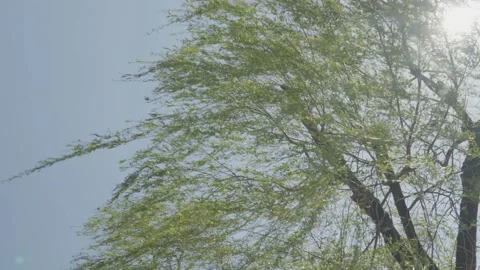 Branches are blowing in the wind. The sun shines through the branches. Stock Footage 85705667