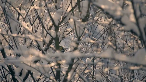 The branches are covered with snow. Titmouse sits on a branch, cleans feathers Stock Footage 85219919