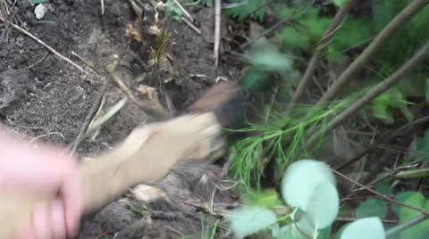 Branches are cut down with an ax Stock Footage 24730696