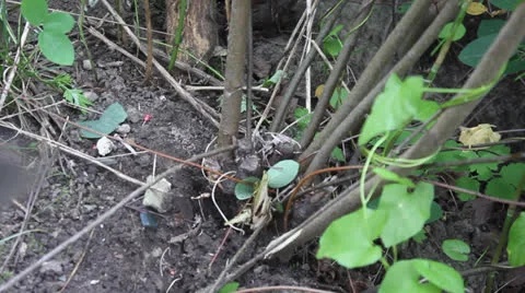 Branches are cut down with an ax 8 Stock Footage 24730808