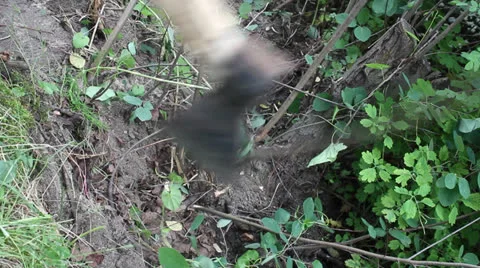 Branches are cut down with an ax 6 Video stock 24730899