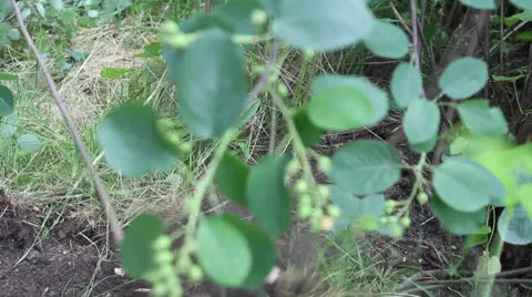 Branches are cut down with an ax 5 Video stock 24730947