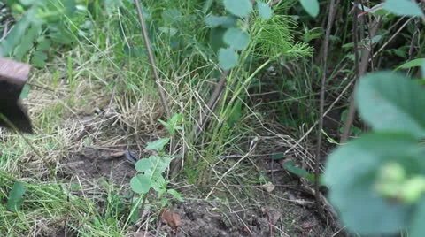 Branches are cut down with an ax 4 Stock Footage 24731119