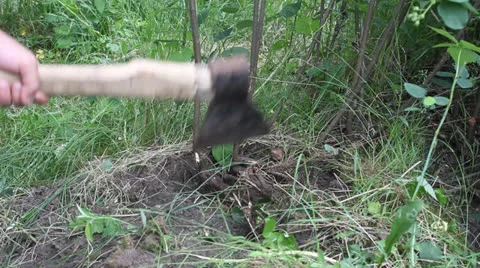 Branches are cut down with an ax 2 스톡 동영상 24731244