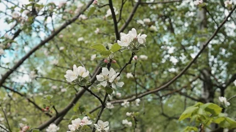 Branches are filled with blooming flowers under a clear blue sky in a vibrant Stock Footage 339095992