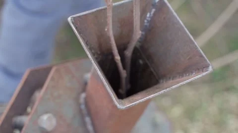 Branches are pulled into a chipper close-up. Grinding small branches into Stock Footage 309113439