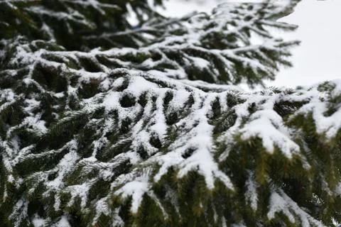 Branches are in winter Foto stock