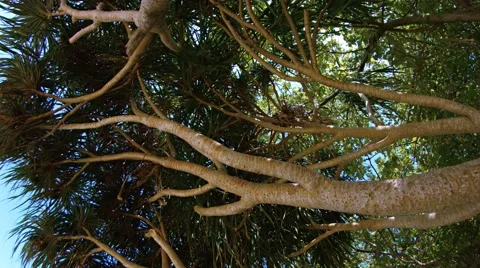 Branches of an Aromatic Pandan Tree 库存影片 51403435