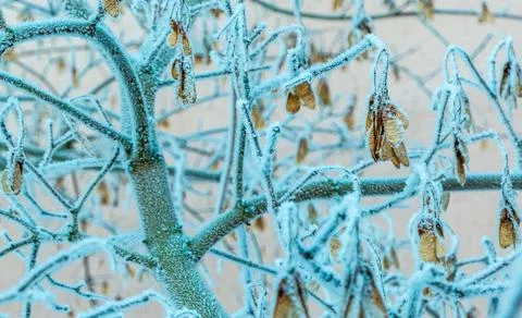 Branches of ash maple tree with yellow leaves close-up. Winter landscape. High Stock Photos