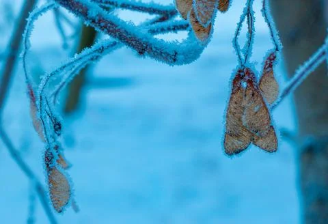 Branches of ash maple tree with yellow leaves close-up. Winter landscape. Hig Stock Photos