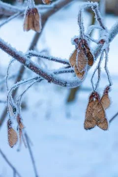 Branches of ash maple tree with yellow leaves close-up. Winter landscape. High Stock Photos