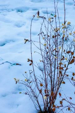 Branches of ash maple tree with yellow leaves close-up. Winter landscape. High Stock Photos