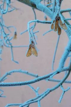 Branches of ash maple tree with yellow leaves close-up. Winter landscape. Hig Stock Photos