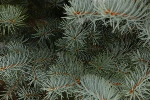 Branches ate blue. shallow depth of field Stock Photos