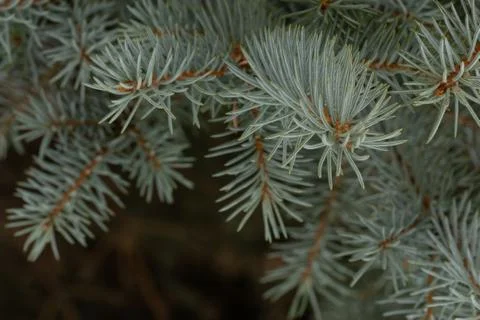Branches ate blue. shallow depth of field Stock Photos