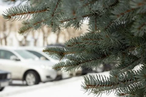 Branches ate blue. shallow depth of field Stock Photos