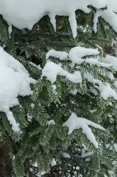 Branches ate close-up under snow in winter Stock Photos