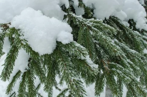 Branches ate close-up under snow Stock Photos