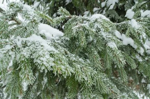 Branches ate close-up in winter Stock Photos