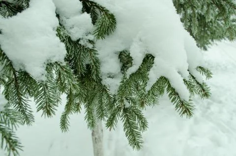 Branches ate in the snow Stock Photos