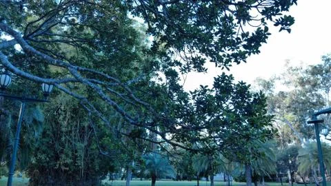 Branches of an Australian tree Foto stock