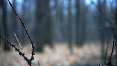 Branches in autumn forest close up Stock Footage 98836006