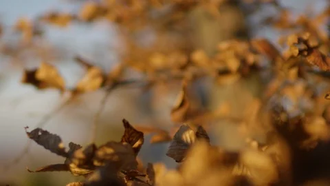 Branches with autumn leaves Stock-Footage 102208858