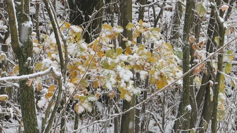 Branches with autumn leaves while snow falls 库存影片 99081938