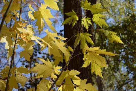 Branches with autumn maple leaves Stock Photos