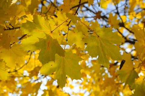 Branches of autumn maple tree with bright yellow leaves Stock Photos