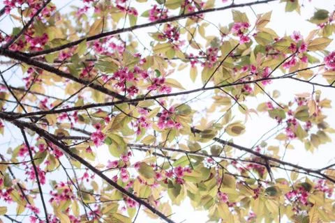 Branches in autumn. Stock Photos