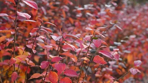 Branches with autumn red and orange Cotoneaster shiny lucidus Stock Footage 139676516