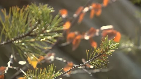 Branches of an autumn spruce in the forest. focus transition Stock Footage 221818502