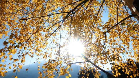 Branches of Autumn Trees on the Background of the Blue Sky Stock Footage 103798727