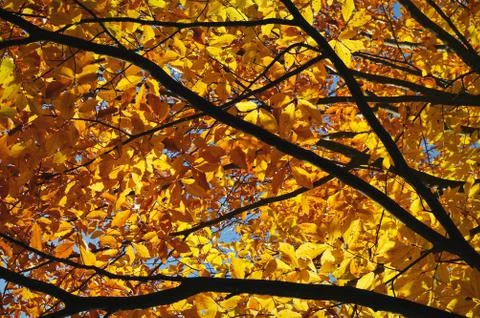 Branches of autumn trees Stock Photos