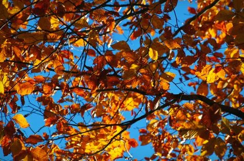 Branches of autumn trees Stock Photos