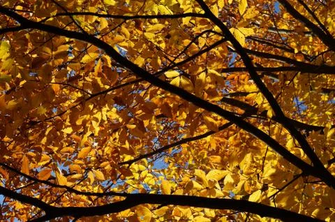 Branches of autumn trees Stock Photos
