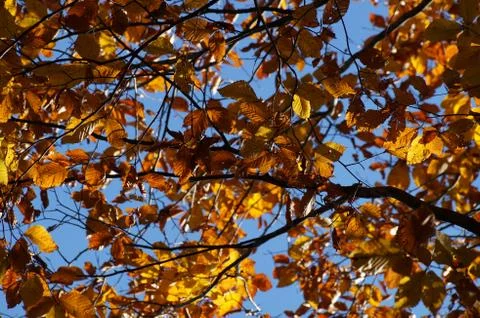 Branches of autumn trees Stock Photos