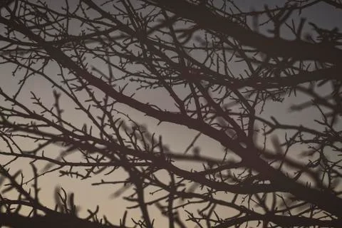 Branches on the background of the night sky background shot closeup. Stock Photos