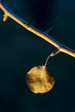 Branches on the background of the night sky background shot closeup. Stock Photos