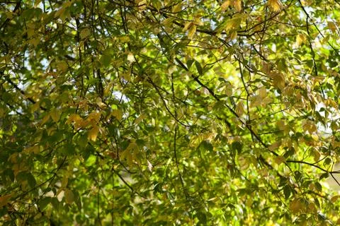 Branches background Stock Photos