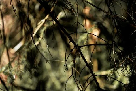 Branches background Stock Photos