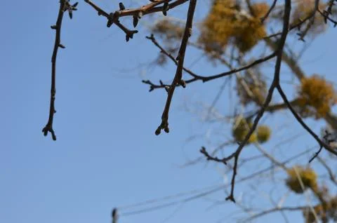 Branches bare of leaves extend toward a bright blue sky Stock Photos