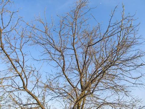 Branches of a bare tree against a blue sky in spring Stock Photos